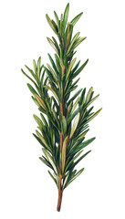 Fototapeta premium Rosemary sprig isolated on transparent background. PNG
