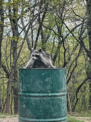 Big and cute raccoon climbs into a garbage can at a park. Greenery in the background  © Hannah