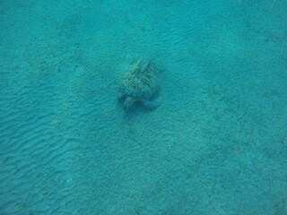 green sea turtle chelonia mydas herbivore 