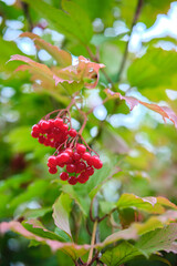 Vibrant Red Berries Nestled Among Lush Green Leaves in a Tranquil Natural Setting