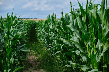 Green corn field with corn cobs. Corn green field.