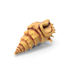 Natural Shell isolated on transparent background