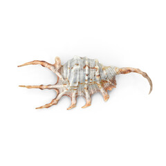 Sea animal isolated on transparent background