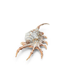 Sea animal isolated on transparent background