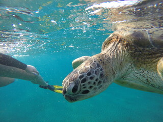 close look at green sea turtle chelonia mydas herbivore 