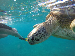 close look at green sea turtle chelonia mydas herbivore 