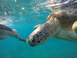 close look at green sea turtle chelonia mydas herbivore 