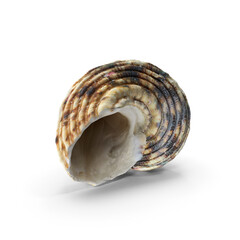 Seashell isolated on transparent background