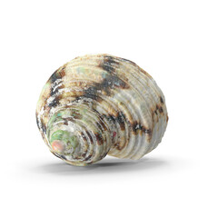 Seashell isolated on transparent background