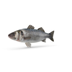 Seabass Fish isolated on transparent background
