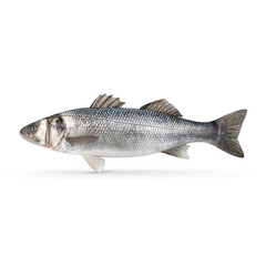 Naklejka premium Seabass Fish isolated on transparent background