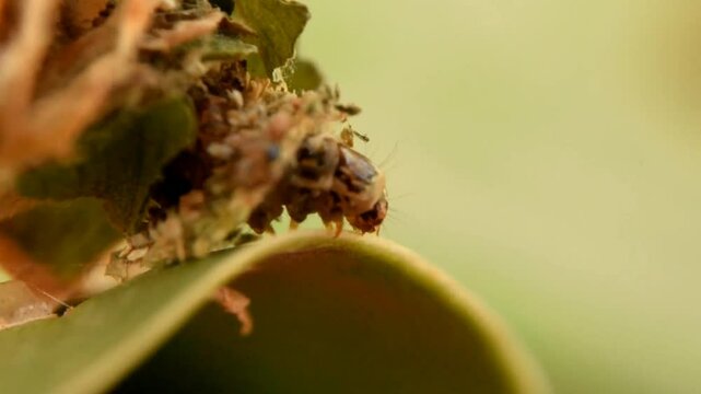 The caterpillar larvae of bagworm moths crawls on the leaf.