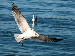 seagull in flight