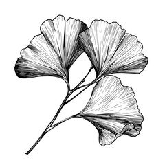 A delicate botanical sketch showcases a cluster of ginkgo leaves, highlighting the unique fan shape and textured veins. The detailed outline invites appreciation from nature lovers and artists alike