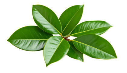 Magnolia branch displaying glossy green foliage, close up view against transparent backdrop, highlighting botanical detail