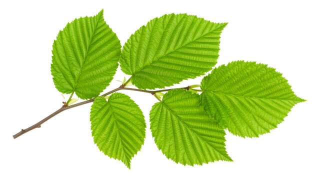 Witch hazel branch highlighting verdant foliage, green leaves emerging against transparent background, botanical graphic element