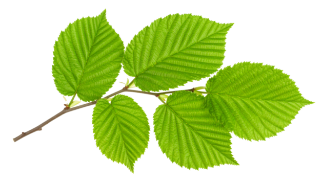 Witch hazel branch highlighting verdant foliage, green leaves emerging against transparent background, botanical graphic element