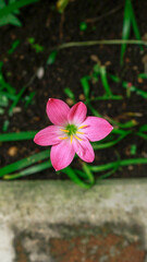 PRIMAVERA CLOSE UP © rafarodo