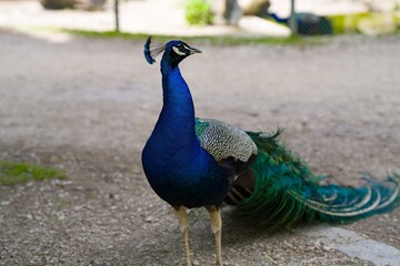 Fototapeta premium Indian Peacock Standing on a Path 