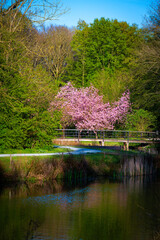 Sakura Bloom Near The Lake