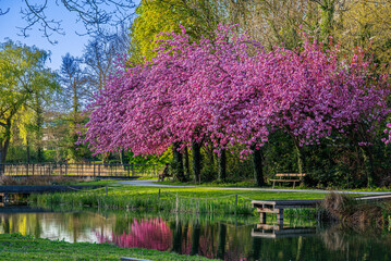 Sakura Bloom Near The Lake