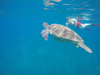Obraz premium A green sea turtle (Chelonia mydas) swimming calmly while snorkeling in Egypt, in the Red Sea. The turtle glides through clear water above coral reefs, surrounded by tropical marine life, highlighting