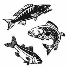 Fototapeta premium Fish Vector 