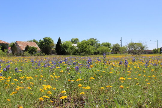 spring landscape with flowers