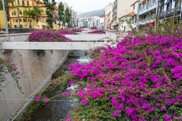 The beauty of the flowers in early spring in Funchal.