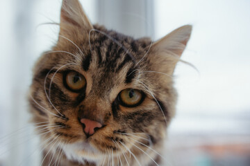 The mongrel cat is sitting on the windowsill. Close-up of a cat.