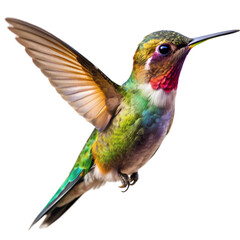 Hummingbird in Flight