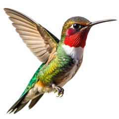 Obraz premium Anns Hummingbird in Flight