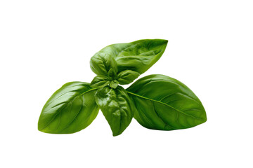 Fototapeta premium Verdant Basil Bouquet: A Symphony of Freshness and Culinary Delight on a Seamless Black Canvas, Ready to Elevate Your Creative Projects.