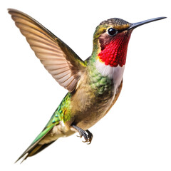 Annas Hummingbird in Flight A Study in Avian Grace