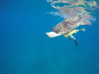 Obraz premium A green sea turtle (Chelonia mydas) swimming calmly while snorkeling in Egypt, in the Red Sea. The turtle glides through clear water above coral reefs, surrounded by tropical marine life, highlighting