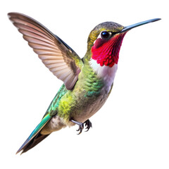 Annulated Hummingbird in Flight