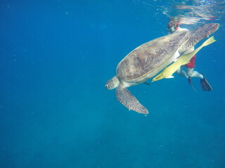 Fototapeta premium A green sea turtle (Chelonia mydas) swimming calmly while snorkeling in Egypt, in the Red Sea. The turtle glides through clear water above coral reefs, surrounded by tropical marine life, highlighting