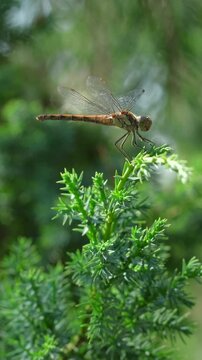 Dragonfly Insect on the Green Juniper Branch Vertical video