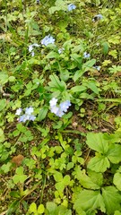 green leaves and water