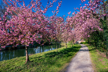 Sakura Bloom Near The Lake
