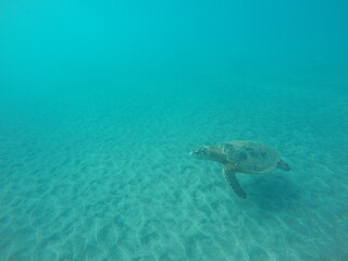 Fototapeta premium eretmochelys imbricata hawksbill turtle above the sea bottom sand