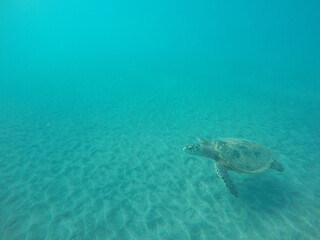 Obraz premium eretmochelys imbricata hawksbill turtle above the sea bottom sand