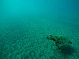 eretmochelys imbricata hawksbill turtle above the sea bottom sand