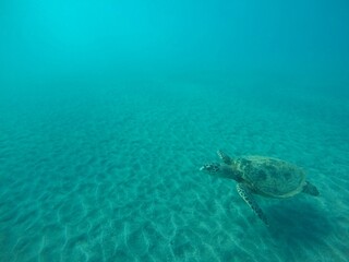 eretmochelys imbricata hawksbill turtle above the sea bottom sand