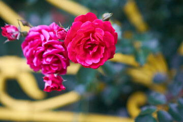 beautiful flowers blooming in spring