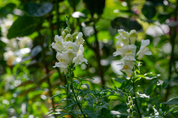 Antirrhinum majus flowers, common snapdragon in bloom, pink yellow flowering plant