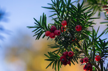 Taxus baccata European yew is conifer shrub with poisonous and bitter red ripened berry fruits, green needles