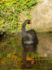 Gorgeous scene of a black swan with its reflection, gliding in a man-made pond
