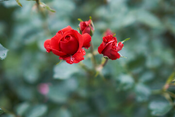 beautiful flowers blooming in spring