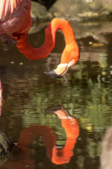 A bright pink American flaming, Phoenicopterus ruber, seemingly looking at its own reflection in a...